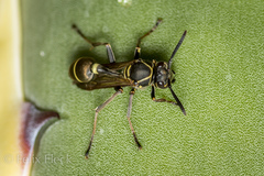 Mischocyttarus pallidipectus