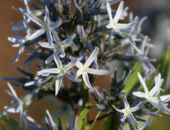 Amsonia repens