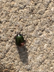 Chrysolina auripennis