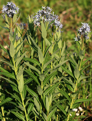 Amsonia repens