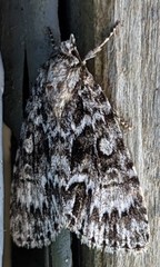 Acronicta fragilis