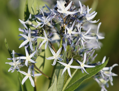 Amsonia repens
