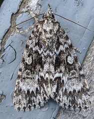 Acronicta fragilis