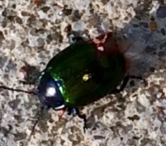 Chrysolina auripennis