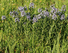 Amsonia repens
