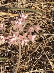Asclepias fournieri