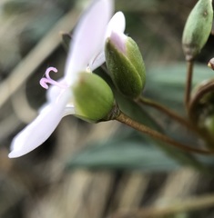 Claytonia rosea