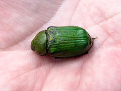 Chrysina lecontei