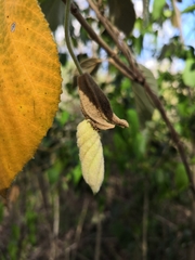 Helicteres baruensis