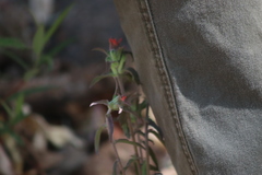 Castilleja arvensis