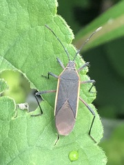 Staluptus marginalis