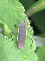 Staluptus marginalis