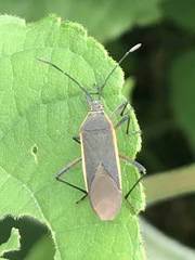 Staluptus marginalis