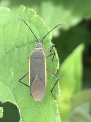 Staluptus marginalis