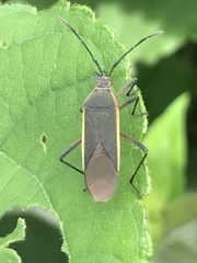 Staluptus marginalis