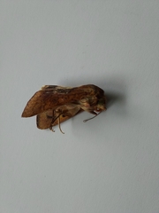 Helicoverpa armigera conferta