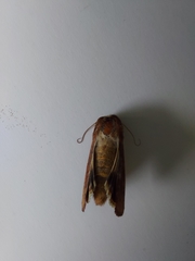 Helicoverpa armigera conferta