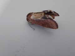 Helicoverpa armigera conferta