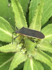 Staluptus marginalis