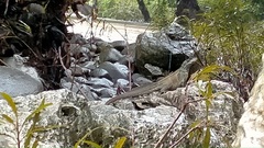 Hydrosaurus microlophus