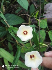 Ipomoea sagittifolia