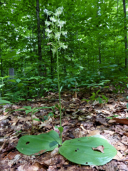 Platanthera macrophylla