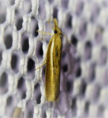 Fissicrambus profanellus