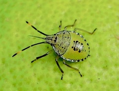 Biprorulus bibax