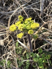 Lomatium foeniculaceum
