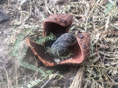 Prosopanche americana