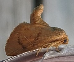 Tortricidia testacea