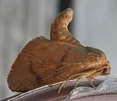 Tortricidia testacea