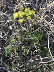 Lomatium foeniculaceum