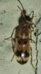 Notoxus calcaratus
