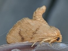 Tortricidia testacea