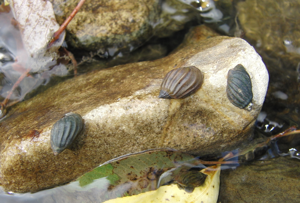Melanopsis cariosa