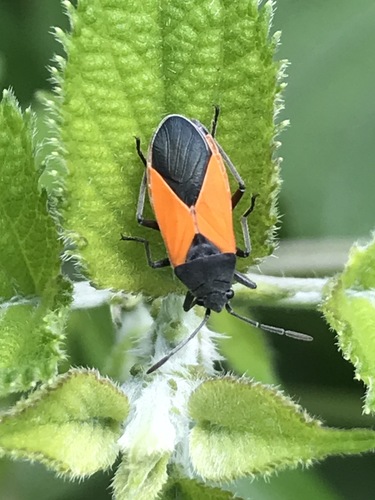 Melanopleurus bicolor · iNaturalist