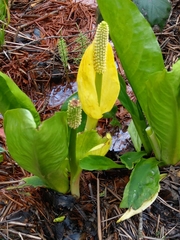 Lysichiton americanus