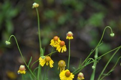 Helenium quadridentatum