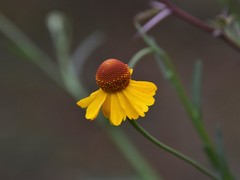 Helenium quadridentatum