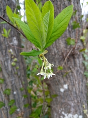 Oemleria cerasiformis