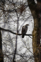 Haliaeetus leucocephalus