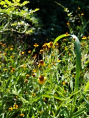 Helenium linifolium