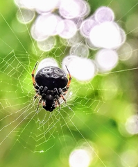 Araneus nox