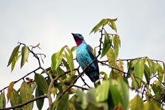 Cotinga cayana