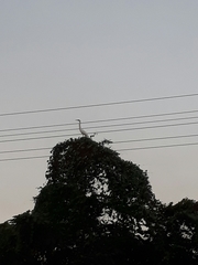 Ardea alba
