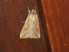 Mythimna decisissima