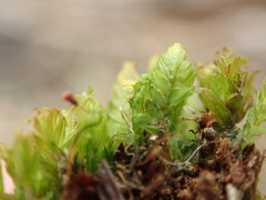 Fissidens osmundioides