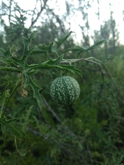 Cucurbitella asperata