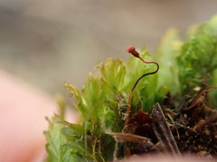 Fissidens osmundioides